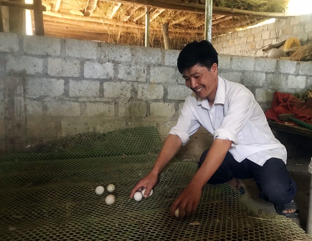 Anh Phương làm giàu từ chăn nuôi.