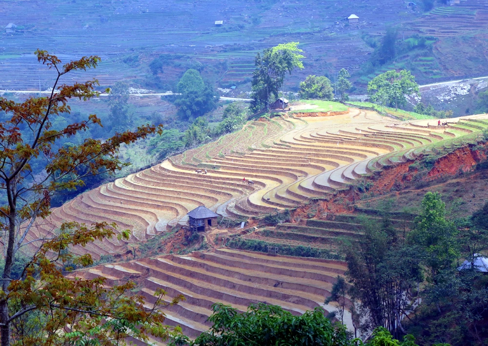 Tháng 5 đến với những cơn mưa rào đổ nước xuống ruộng bậc thang, đây cũng là thời điểm đồng bào vùng cao Bát Xát bước vào vụ cấy lúa mới. Hình ảnh quen thuộc trong mùa nước đổ của vùng cao Bát Xát là cày ruộng bậc thang bằng sức trâu kéo. Hiện nay, nhiều hộ gia đình ở Y Tý mua máy cày để cày bừa thay trâu giúp công việc thuận lợi và đỡ vất vả hơn. Ở một số triền núi đá thuộc xã Dền Sáng, cả trâu và máy cày không sử dụng được, đồng bào Dao đỏ chỉ còn cách dùng cuốc để cuốc ruộng. Thanh niên người Mông xã A Lù giúp nhau cuốc ruộng theo hình thức đổi công để đẩy nhanh tiến độ việc đồng áng. Đồng bào Hà Nhì xã Trịnh Tường đắp bờ ruộng bậc thang giữ nước cấy lúa. Các gia đình ở thôn Phìn Hồ (xã Y Tý) giúp nhau nhổ mạ để cấy cho kịp thời vụ. Mạ đã đủ tuổi được bó thành từng bó chia ra các khu ruộng để cấy. Bức tranh vùng cao Bát Xát lunh linh sắc màu, đường nét.