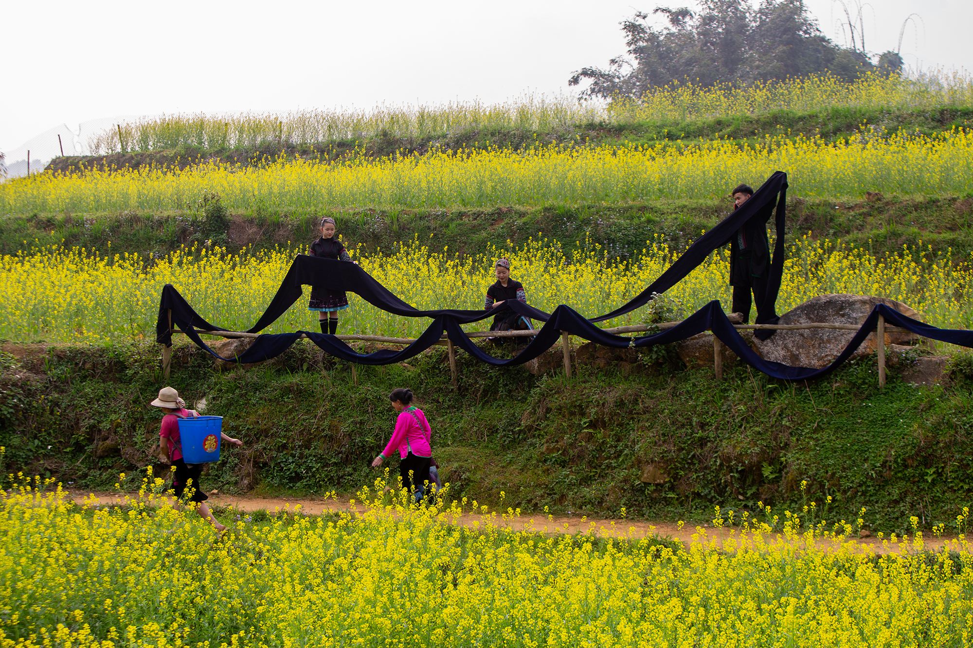 Sắc vàng Cát Cát ảnh 1