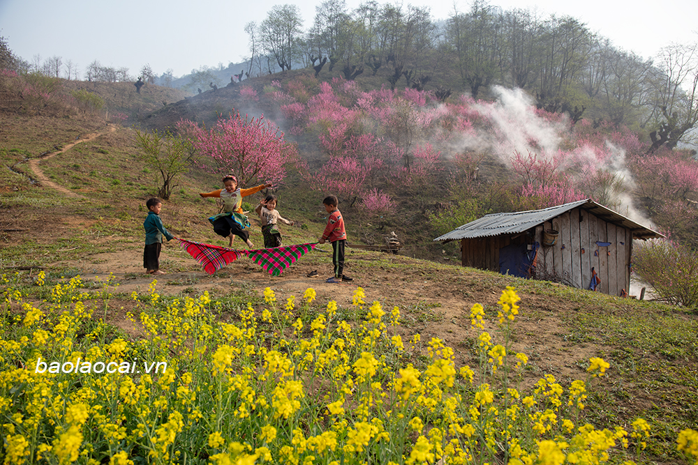 Hoa đào nở rực rỡ triền đồi tại thôn Phìn Hồ Thầu, xã Y Tý (Bát Xát). Trẻ em nô đùa dưới rừng đào. Vẻ đẹp của những cành đào hòa quyện cùng với cảnh sắc núi rừng tạo khung cảnh nên thơ. Sương khói mờ ảo, cùng với sắc đỏ hoa đào thật quyến rũ. Hoa đào tô điểm cho bức tranh phong cảnh ở nơi đây ấn tượng. Ngôi nhà nhỏ của đồng bào Mông nằm lọt thỏm giữa rừng đào.