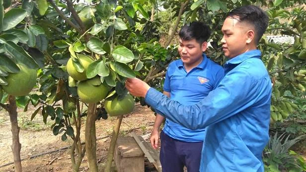 Mô hình kinh tế của anh Lý Văn Dũng được thanh niên trong xã đến tham quan, học hỏi kinh nghiệm