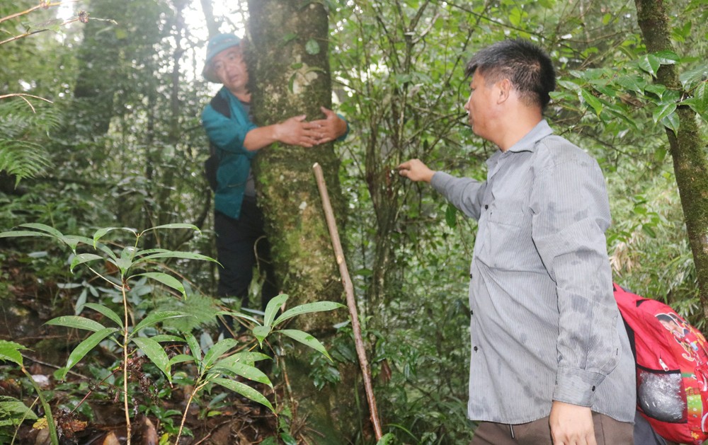 Nhiều cây chè thân rêu phong to bằng cả một người ôm.