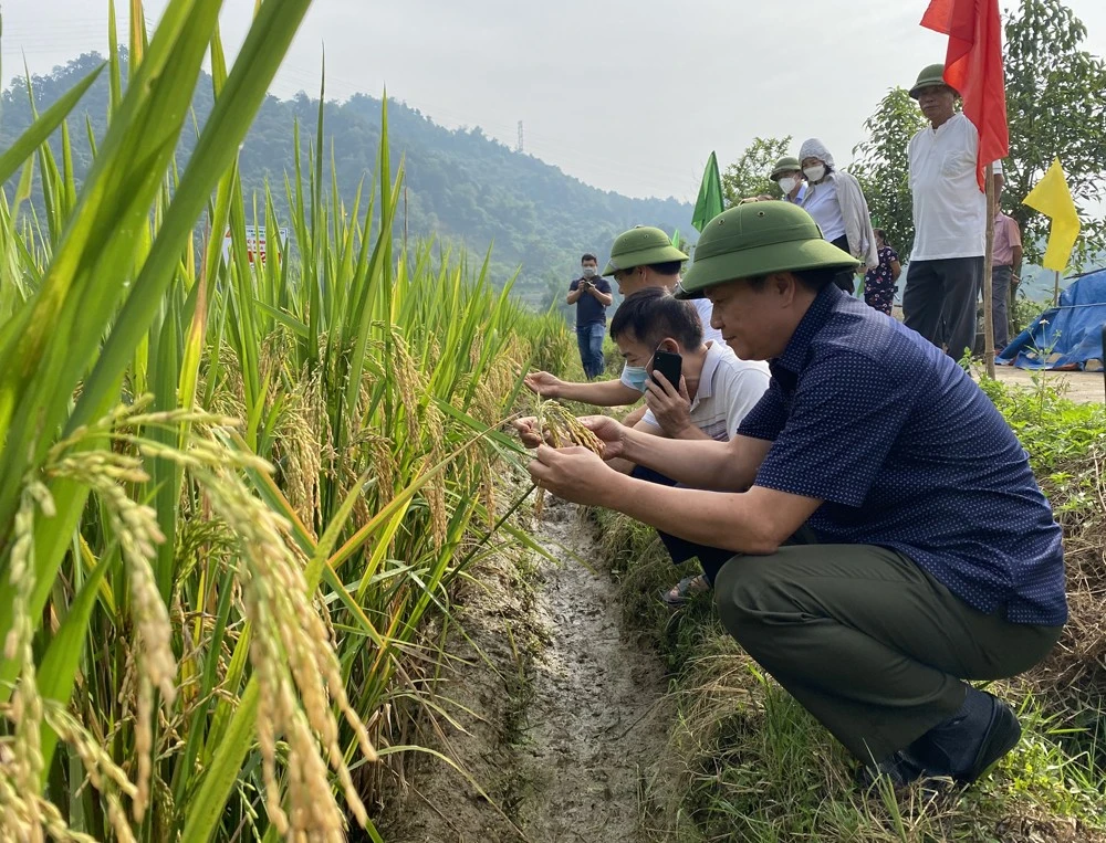 Khảo nghiệm giống lúa lai mới, năng suất cao ảnh 3