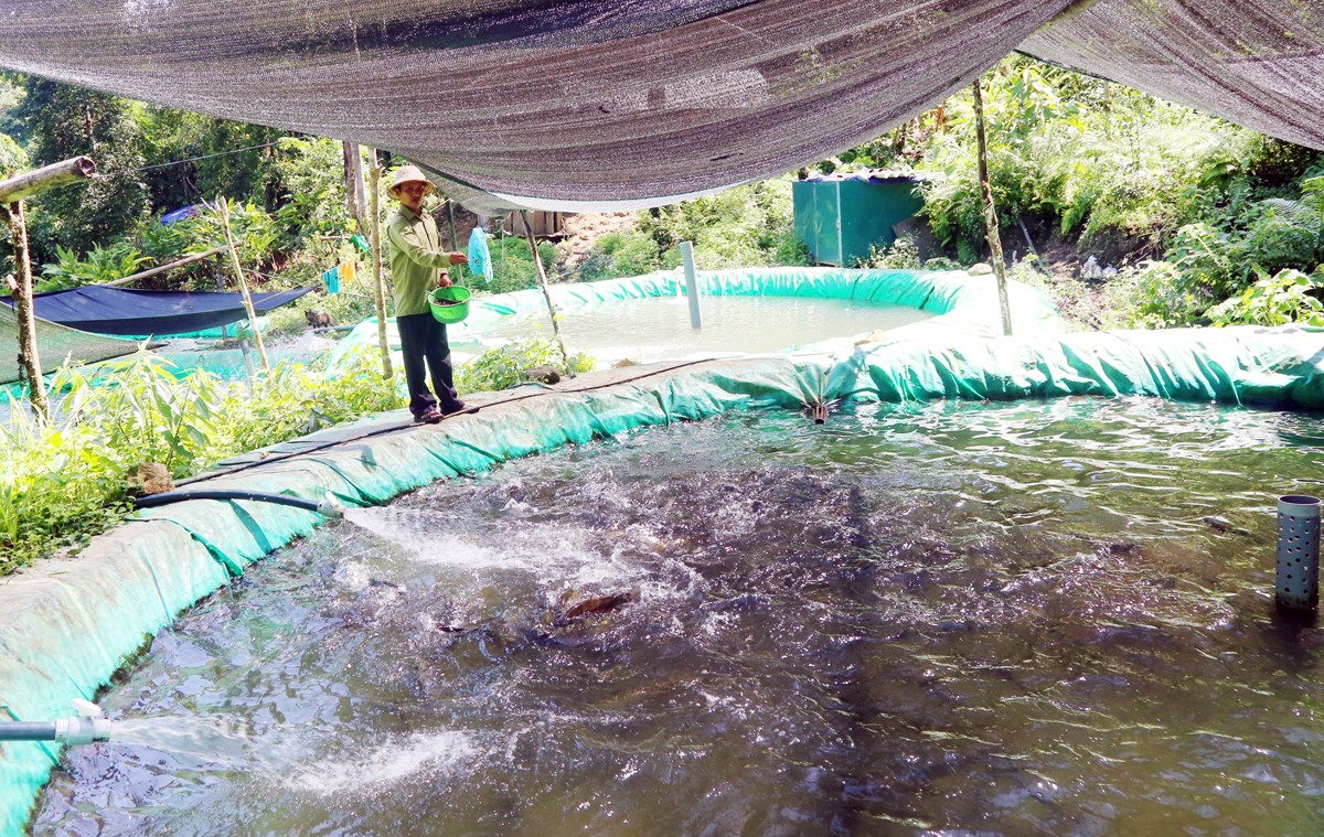 Đồng bào Dao đỏ ở Láo Vàng phát triển nghề nuôi cá nước lạnh. Đồng bào Dao đỏ ở Láo Vàng phát triển nghề nuôi cá nước lạnh.