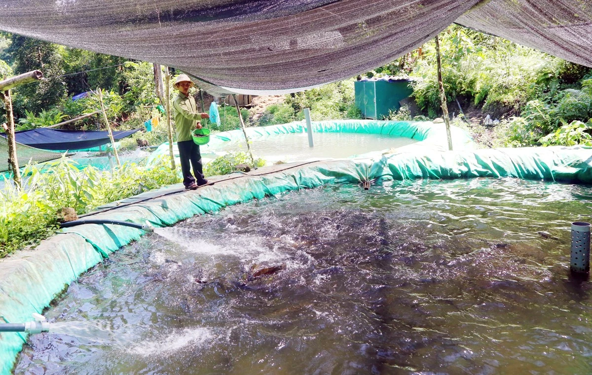 Đồng bào Dao đỏ ở Láo Vàng phát triển nghề nuôi cá nước lạnh.