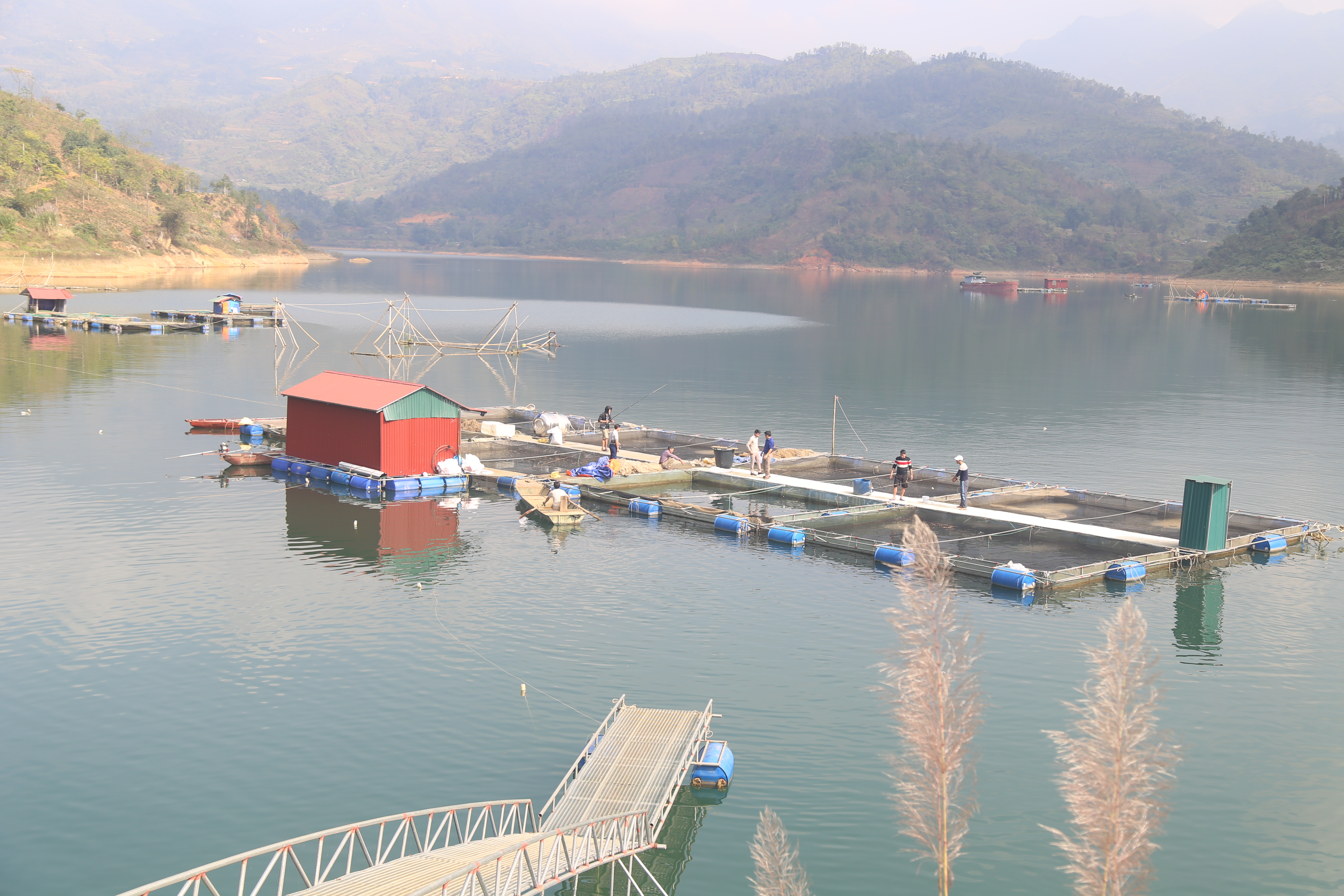 Nuôi cá lồng trên hồ Cốc Ly.