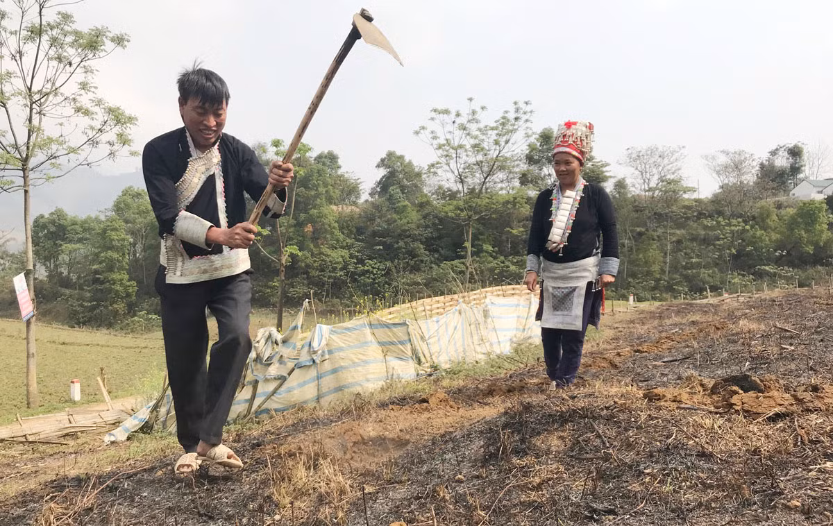 Trên các sườn núi cao, người dân hối hả vào vụ. Nông cụ sau thời gian dài "nghỉ ngơi" được rèn sắc để vào vụ mới. Phát quang nương rẫy, làm đất là khâu quan trọng cần đến sức khỏe của nam giới. Người Dao đỏ xã Dền Sáng (Bát Xát) gieo trồng vụ mới. Nông dân xã Cốc Ly (Bắc Hà) đổi công giúp nhau trồng ngô. Chủ yếu được trồng trên dốc núi đá, nên các công đoạn trồng ngô được làm thủ công. Những nơi đất bằng phẳng, gần mạch nước, ngô sẽ sinh trưởng, phát triển nhanh hơn. Kiểm tra hạt trước khi xuống giống... ... tất cả cho một mùa vụ bội thu. Trên các sườn núi cao, người dân hối hả vào vụ. Nông cụ sau thời gian dài "nghỉ ngơi" được rèn sắc để vào vụ mới. Phát quang nương rẫy, làm đất là khâu quan trọng cần đến sức khỏe của nam giới. Người Dao đỏ xã Dền Sáng (Bát Xát) gieo trồng vụ mới. Nông dân xã Cốc Ly (Bắc Hà) đổi công giúp nhau trồng ngô. Chủ yếu được trồng trên dốc núi đá, nên các công đoạn trồng ngô được làm thủ công. Những nơi đất bằng phẳng, gần mạch nước, ngô sẽ sinh trưởng, phát triển nhanh hơn. Kiểm tra hạt trước khi xuống giống... ... tất cả cho một mùa vụ bội thu.