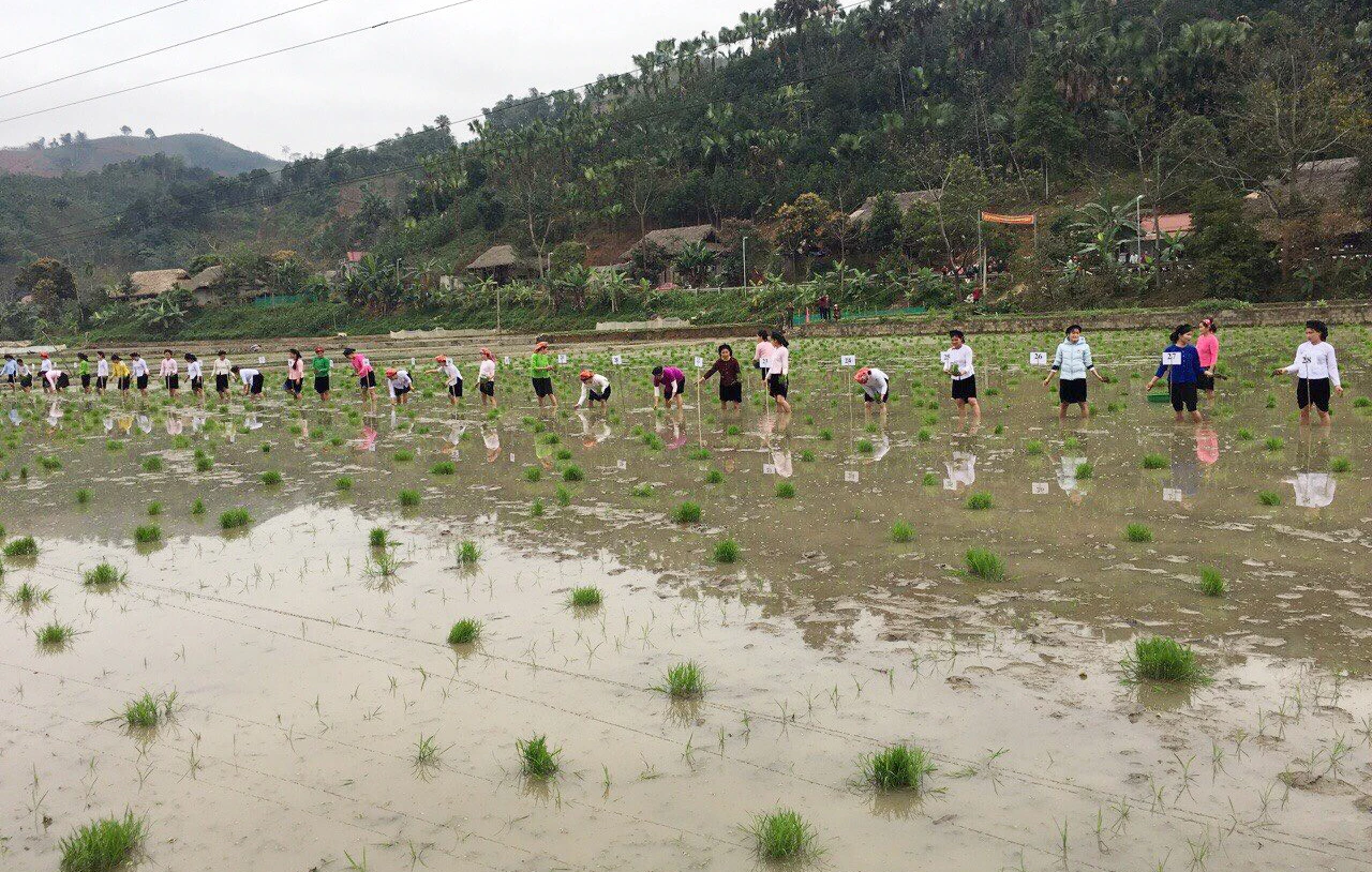 Phụ nữ xã Vĩnh Yên thi cấy lúa.