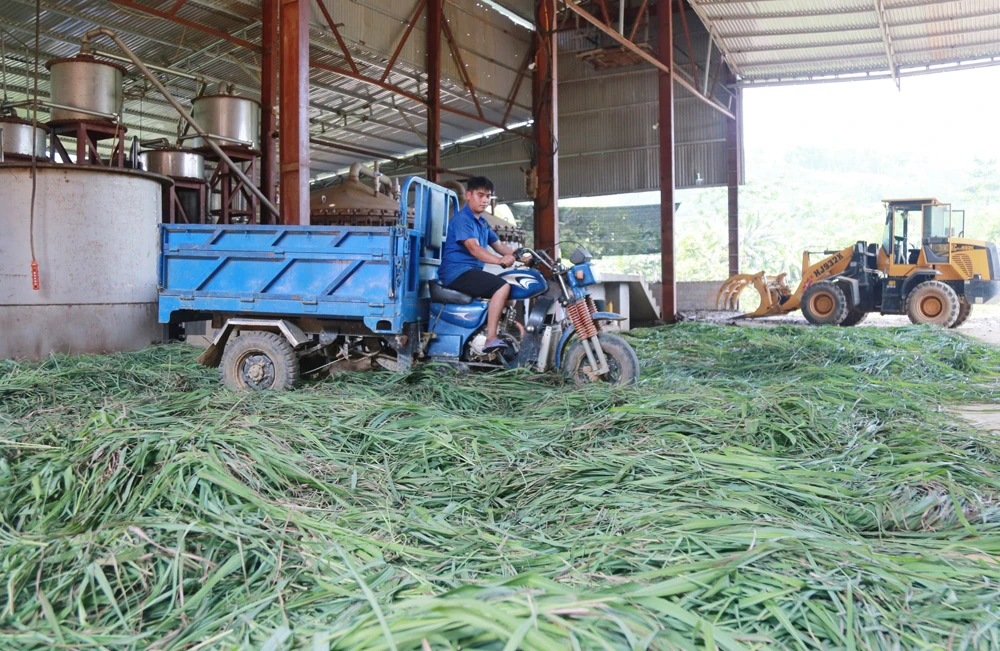 Trồng và chế biến sả giúp người dân xã Vĩnh Yên nâng cao thu nhập.