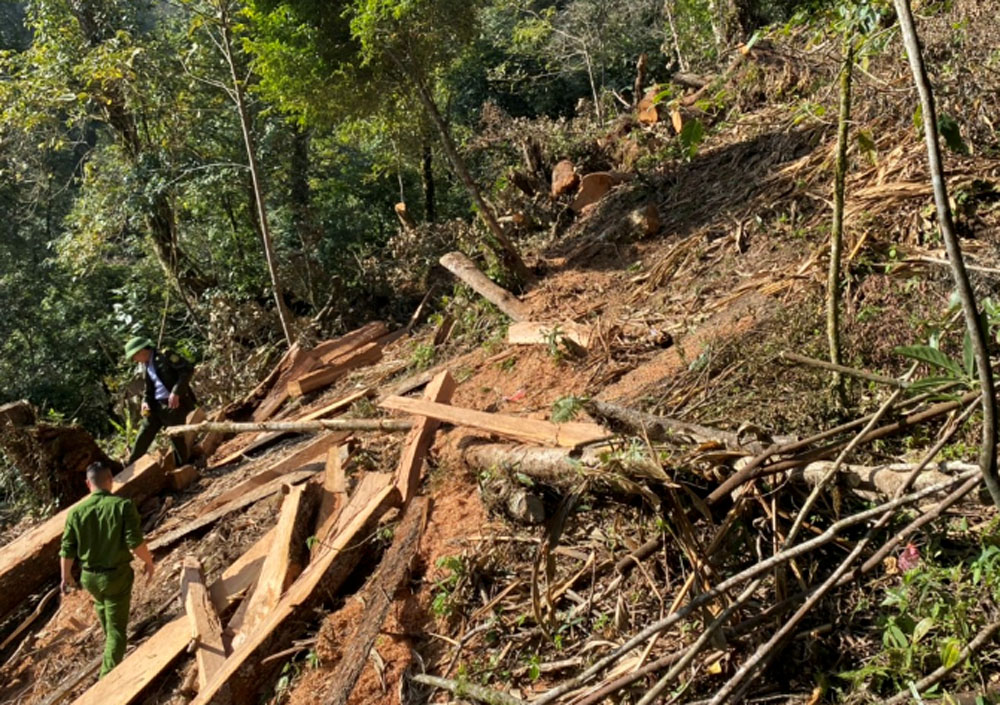 Khởi tố 2 đối tượng có hành vi chặt phá rừng phòng hộ ảnh 2