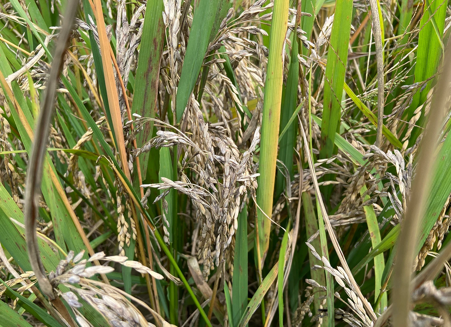 Bông lúa lép hạt tại xã Nàn Sán.