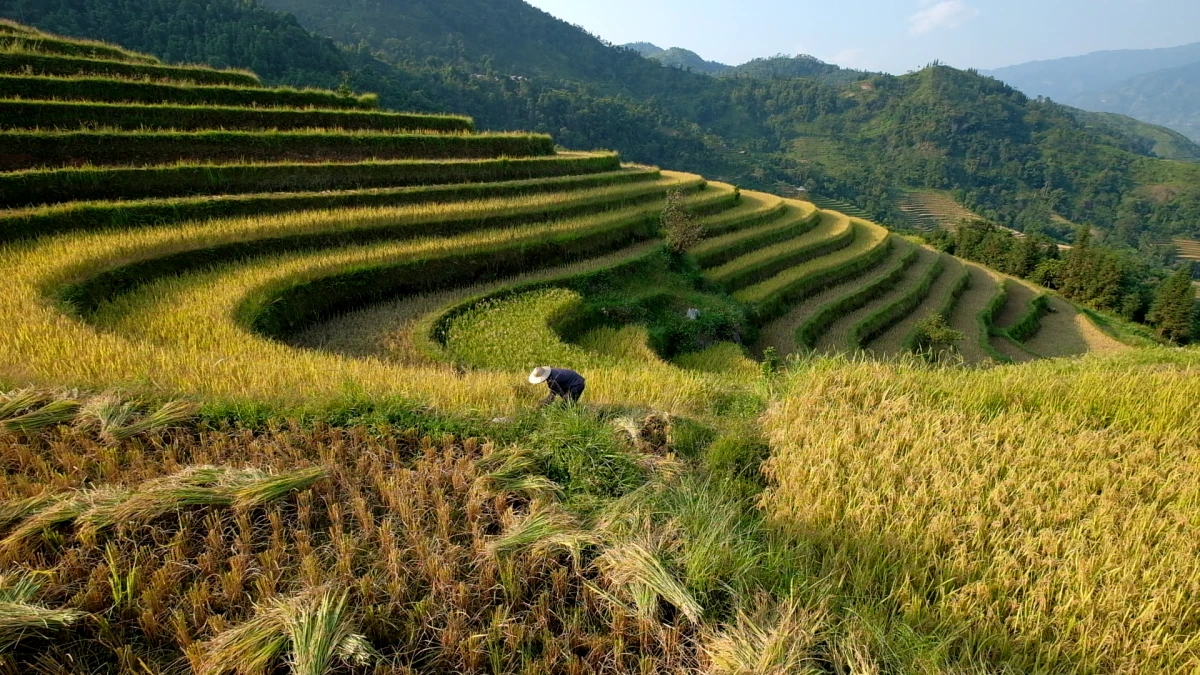 Ruộng bậc thang Hoàng Su Phì.