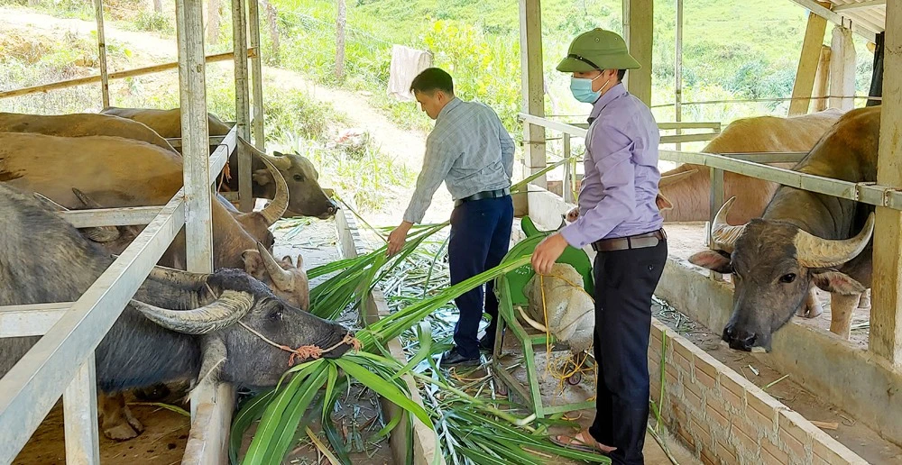 Lãnh đạo xã Nậm Chày (Văn Bàn) kiểm tra mô hình nuôi nhốt gia súc của người dân.