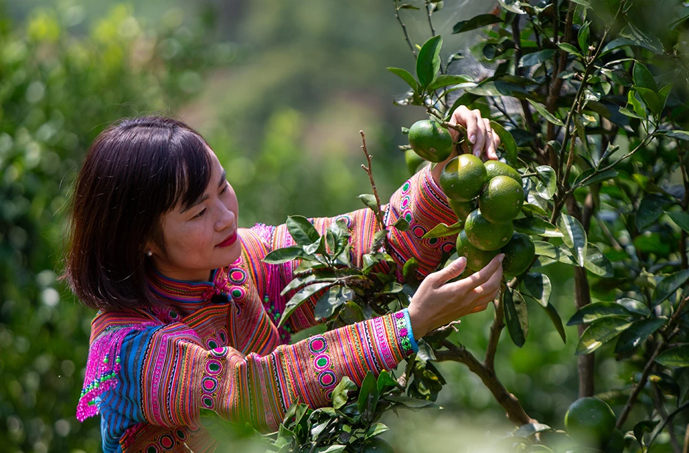 Quýt Mường Khương được coi là cây xóa đói, giảm nghèo cho các hộ đồng bào dân tộc Pa Dí, Mông ở Mường Khương. Quýt Mường Khương quả dẹt khi chín có màu vàng, vỏ mỏng, dễ bóc, vị ngọt và ít xơ. Quýt Mường Khương được chăm sóc cẩn thận. Quả quýt năm nay được đánh giá chất lượng tốt, ngon ngọt hơn và cũng được giá cao hơn so với mọi năm. Quýt Mường Khương đã được cấp chứng chỉ 3 sao trong chương trình OCOP của Lào Cai. Nhiều khách hàng tại thành phố Lào Cai đến đặt và mua sản phẩm quýt Mường Khương.