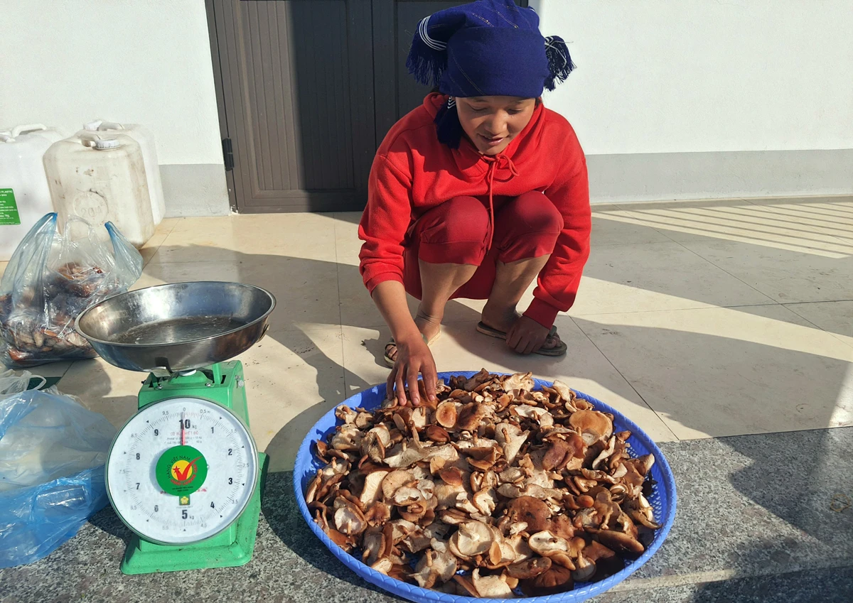 Người dân xã Y Tý (Bát Xát) hái nấm hương để bán cho du khách.