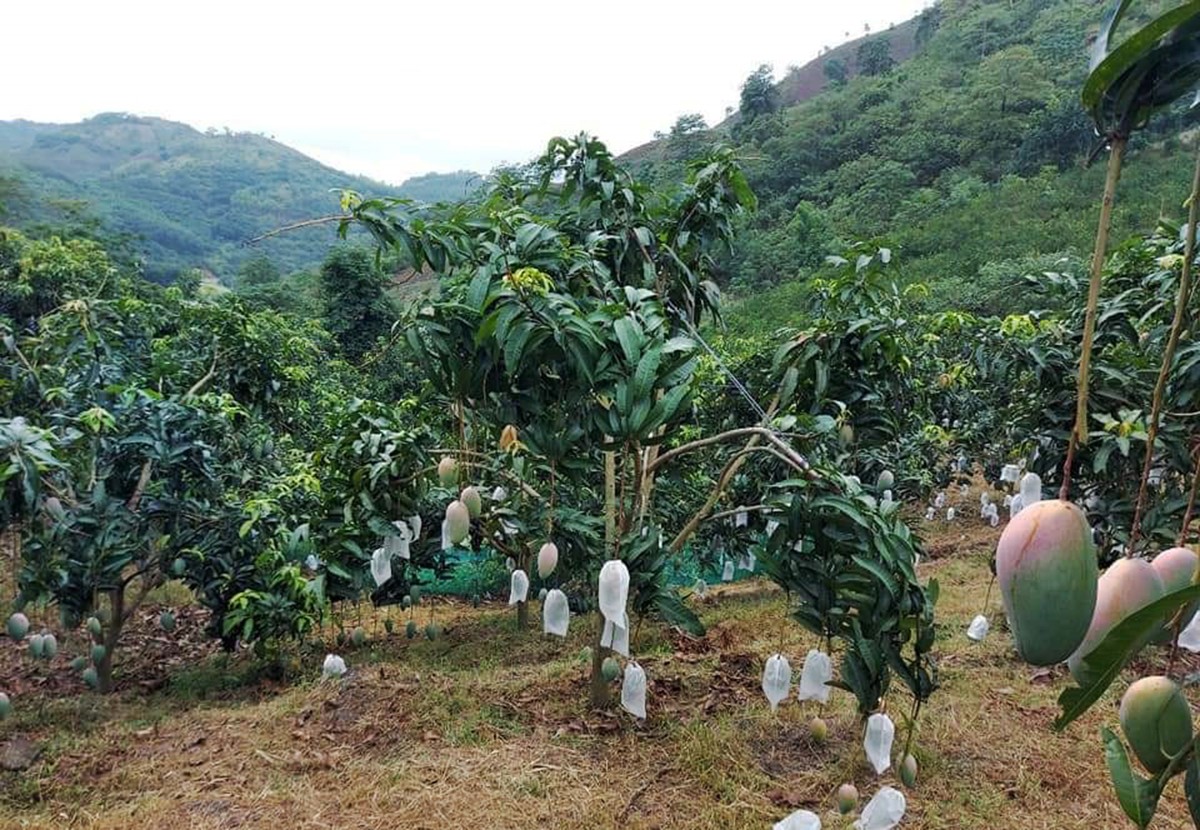 Phát huy vai trò của cấp ủy chi bộ ở A Mú Sung ảnh 2