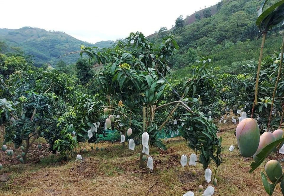 Phát huy vai trò của cấp ủy chi bộ ở A Mú Sung ảnh 2