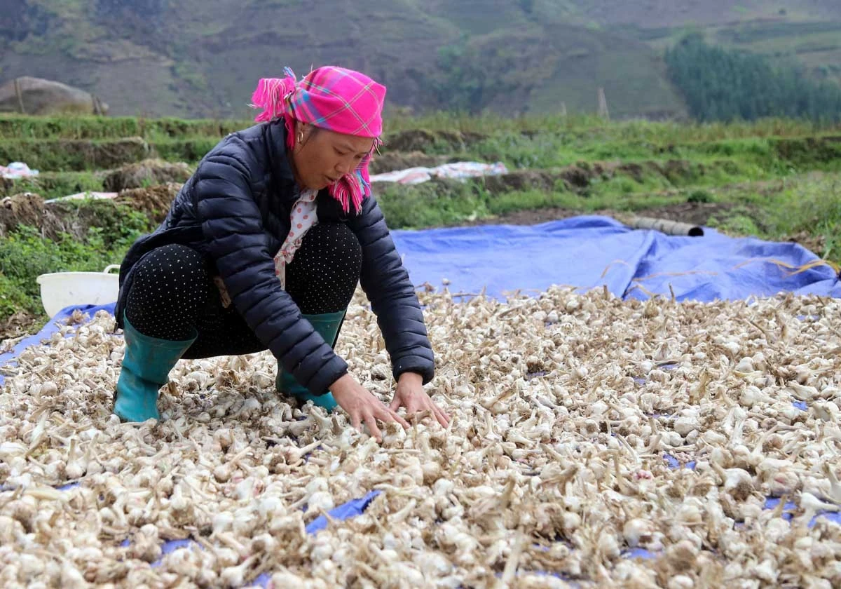 Bát Xát tích cực triển khai Đề án 01, nâng cao thu nhập cho Nhân dân ảnh 7