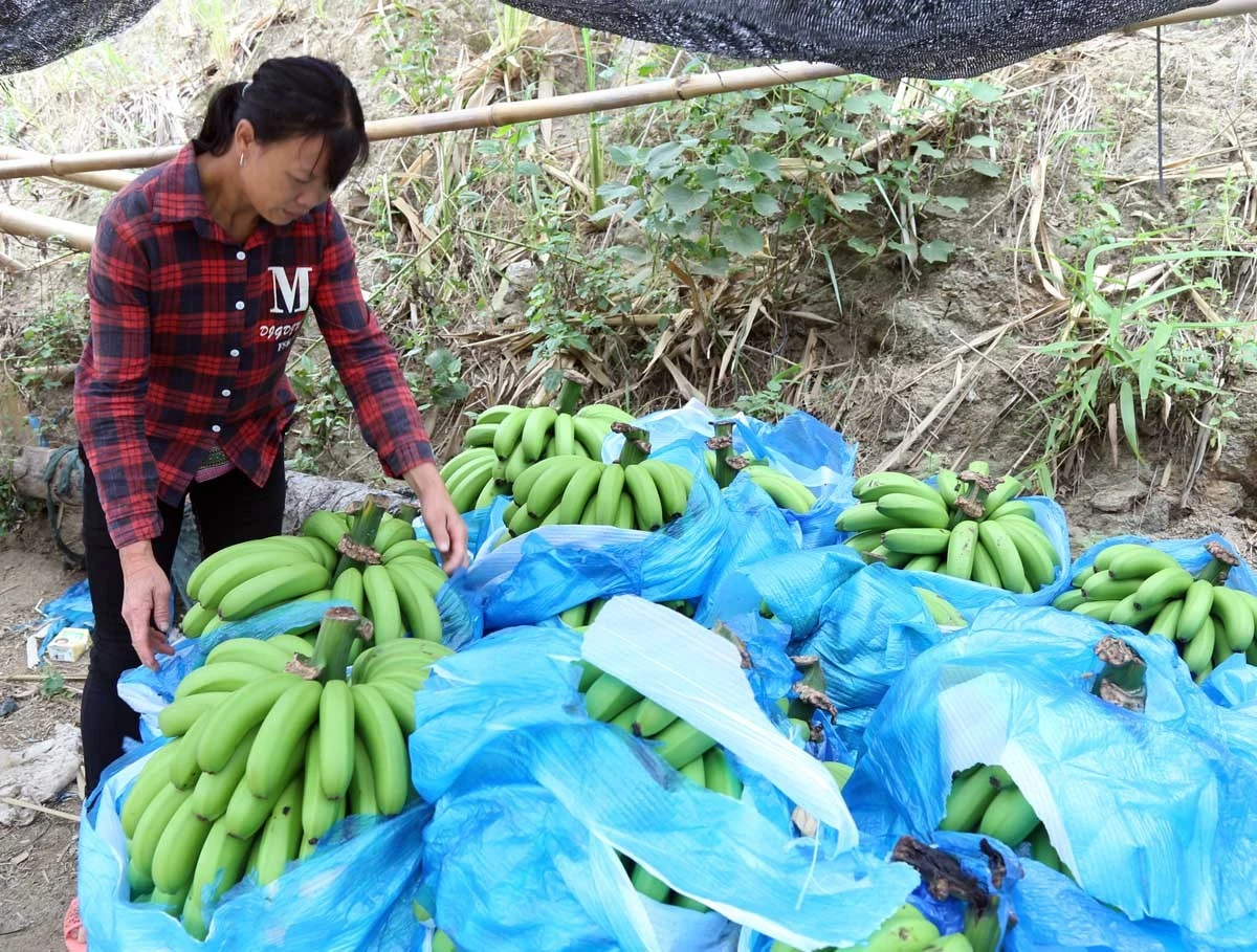 Bát Xát tích cực triển khai Đề án 01, nâng cao thu nhập cho Nhân dân ảnh 5
