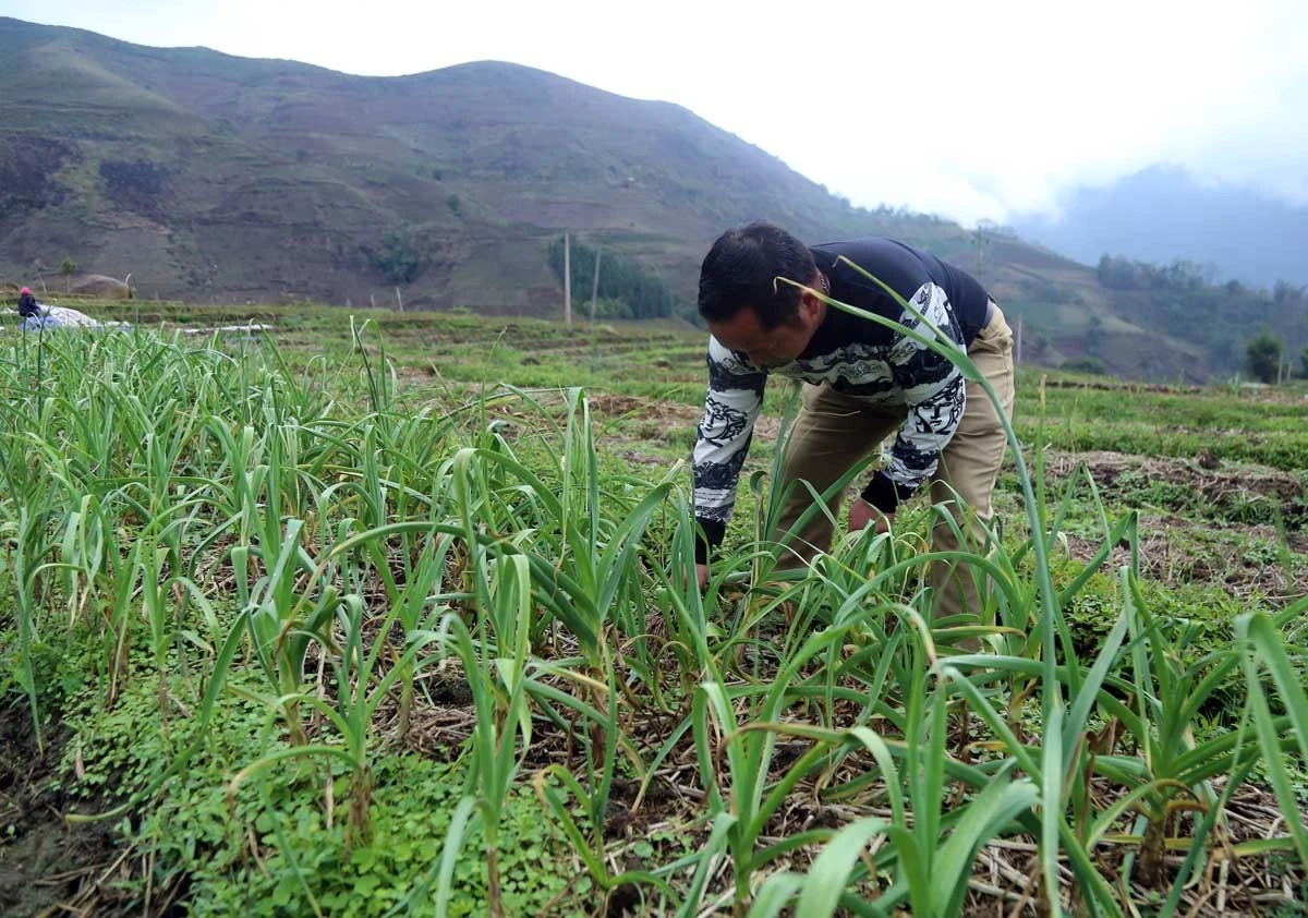 Bát Xát tích cực triển khai Đề án 01, nâng cao thu nhập cho Nhân dân ảnh 6