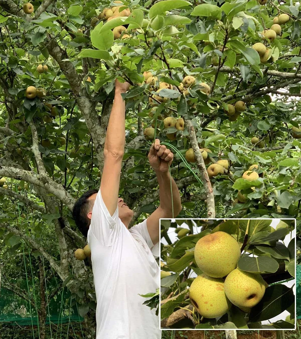 Bát Xát tích cực triển khai Đề án 01, nâng cao thu nhập cho Nhân dân ảnh 4