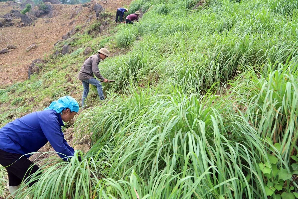 Bát Xát tích cực triển khai Đề án 01, nâng cao thu nhập cho Nhân dân ảnh 8
