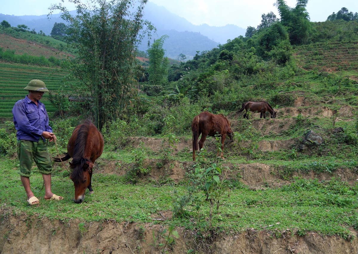 Bát Xát tích cực triển khai Đề án 01, nâng cao thu nhập cho Nhân dân ảnh 1