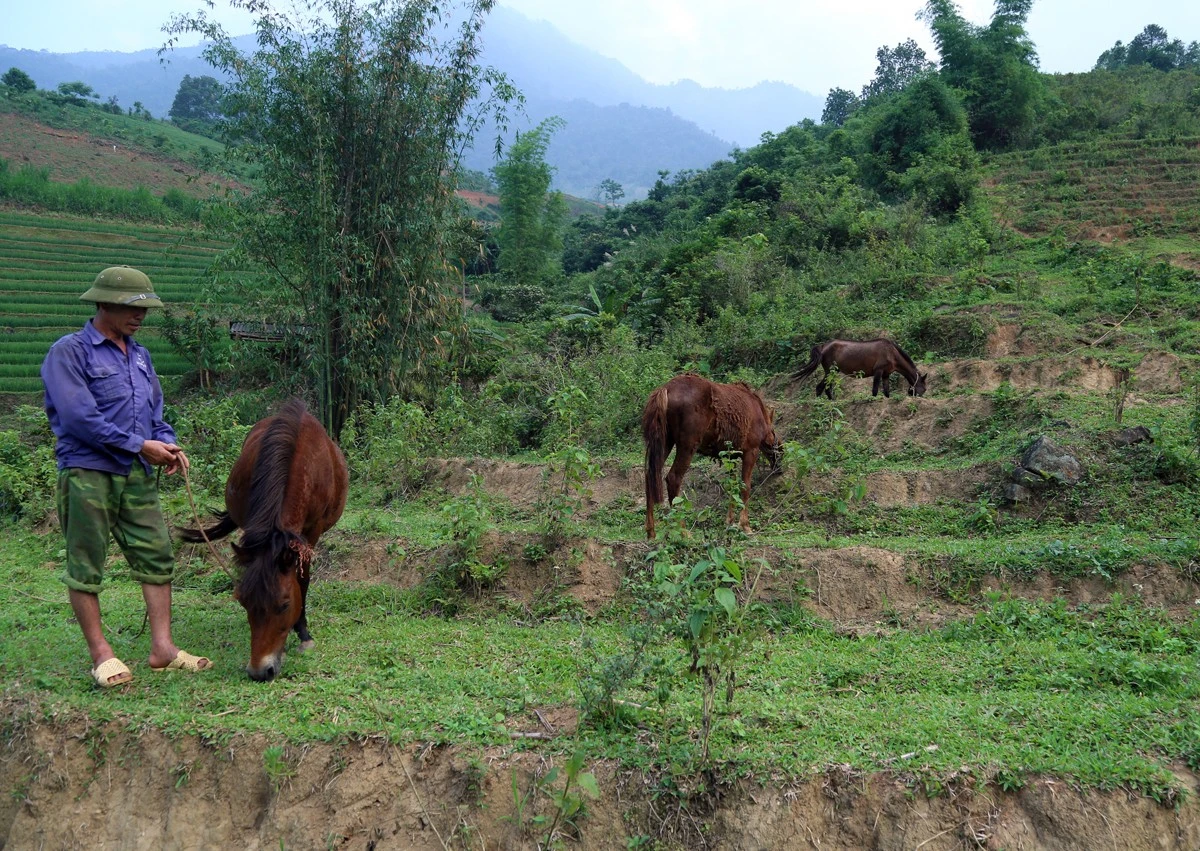 Bát Xát tích cực triển khai Đề án 01, nâng cao thu nhập cho Nhân dân ảnh 1