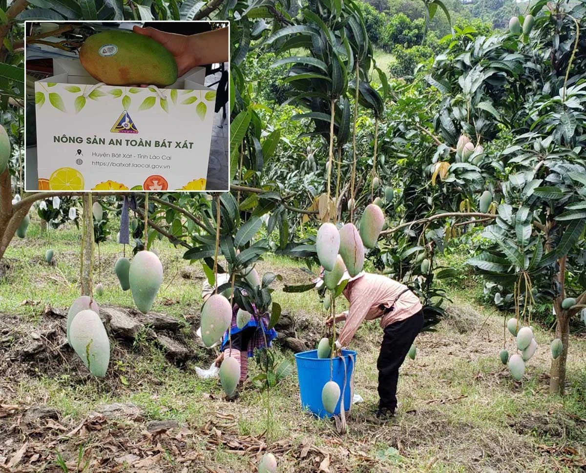 Bát Xát tích cực triển khai Đề án 01, nâng cao thu nhập cho Nhân dân ảnh 3