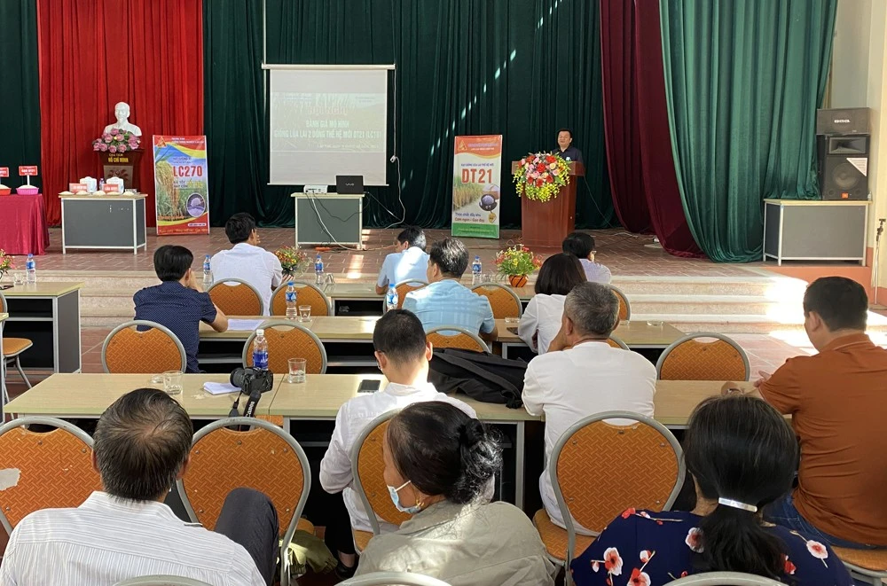 Khảo nghiệm giống lúa lai mới, năng suất cao ảnh 1