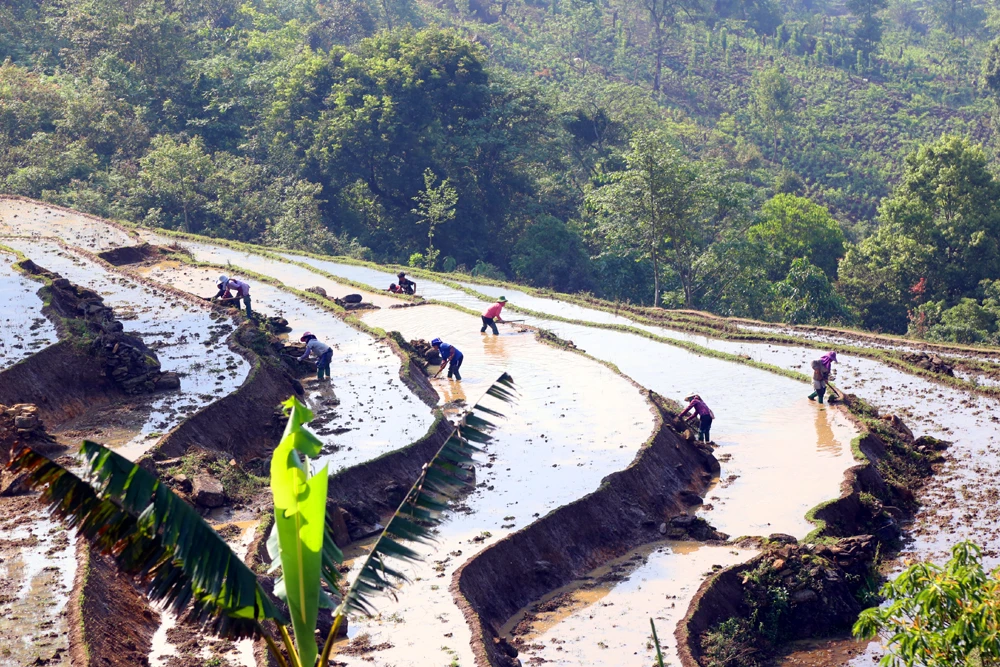 Vùng cao Bát Xát hối hả vào vụ cày cấy trên ruộng bậc thang ảnh 6