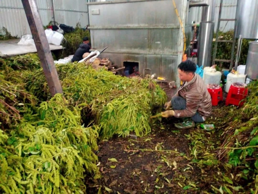 Hỗ trợ đồng bào dân tộc thiểu số chế biến dược liệu ảnh 1