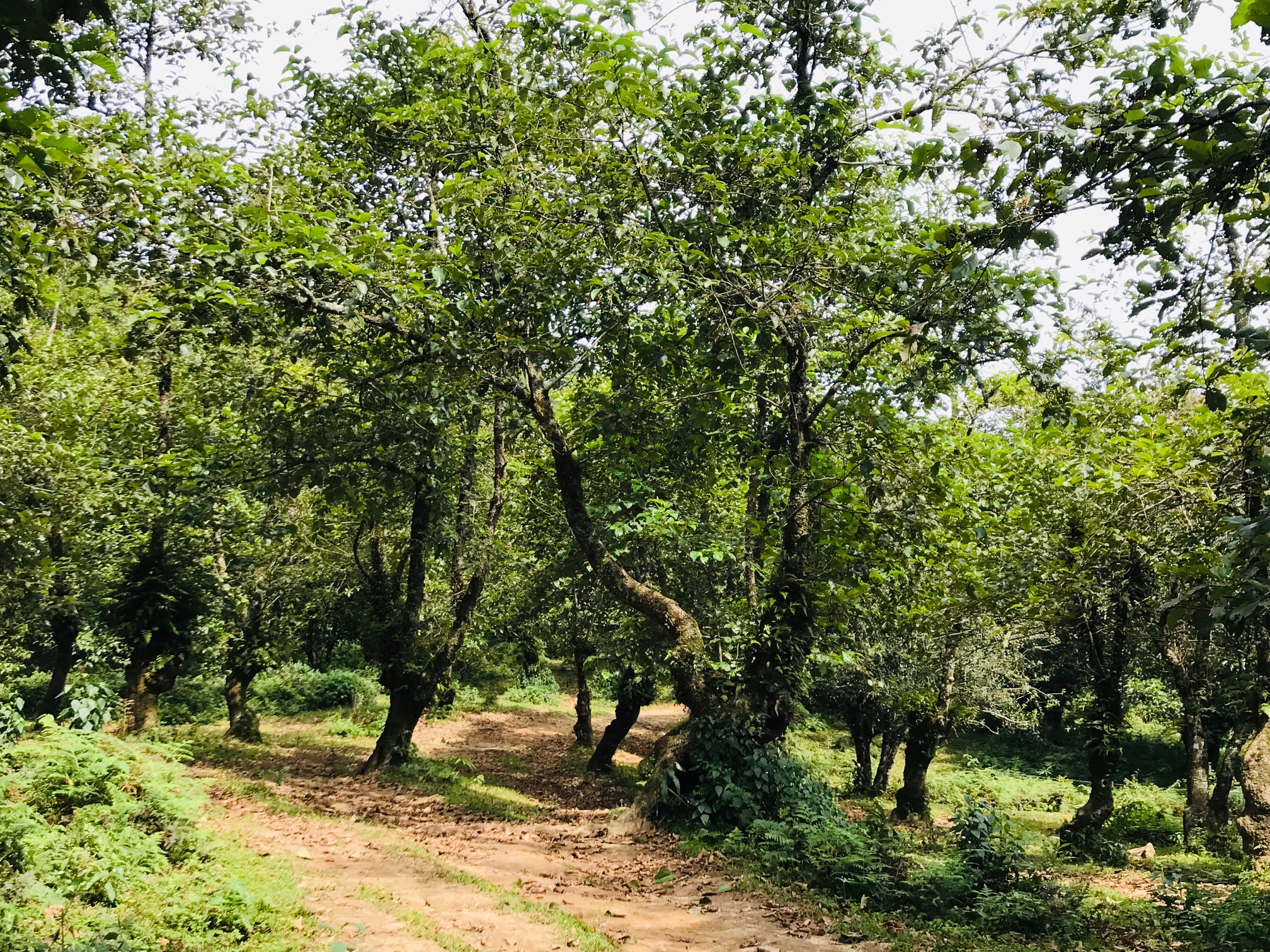 Khu rừng tống quá sủ ở Y Tý. Khu rừng tống quá sủ ở Y Tý.