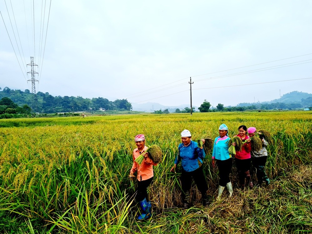 Đưa hương cốm bay xa ảnh 1 Đưa hương cốm bay xa ảnh 1