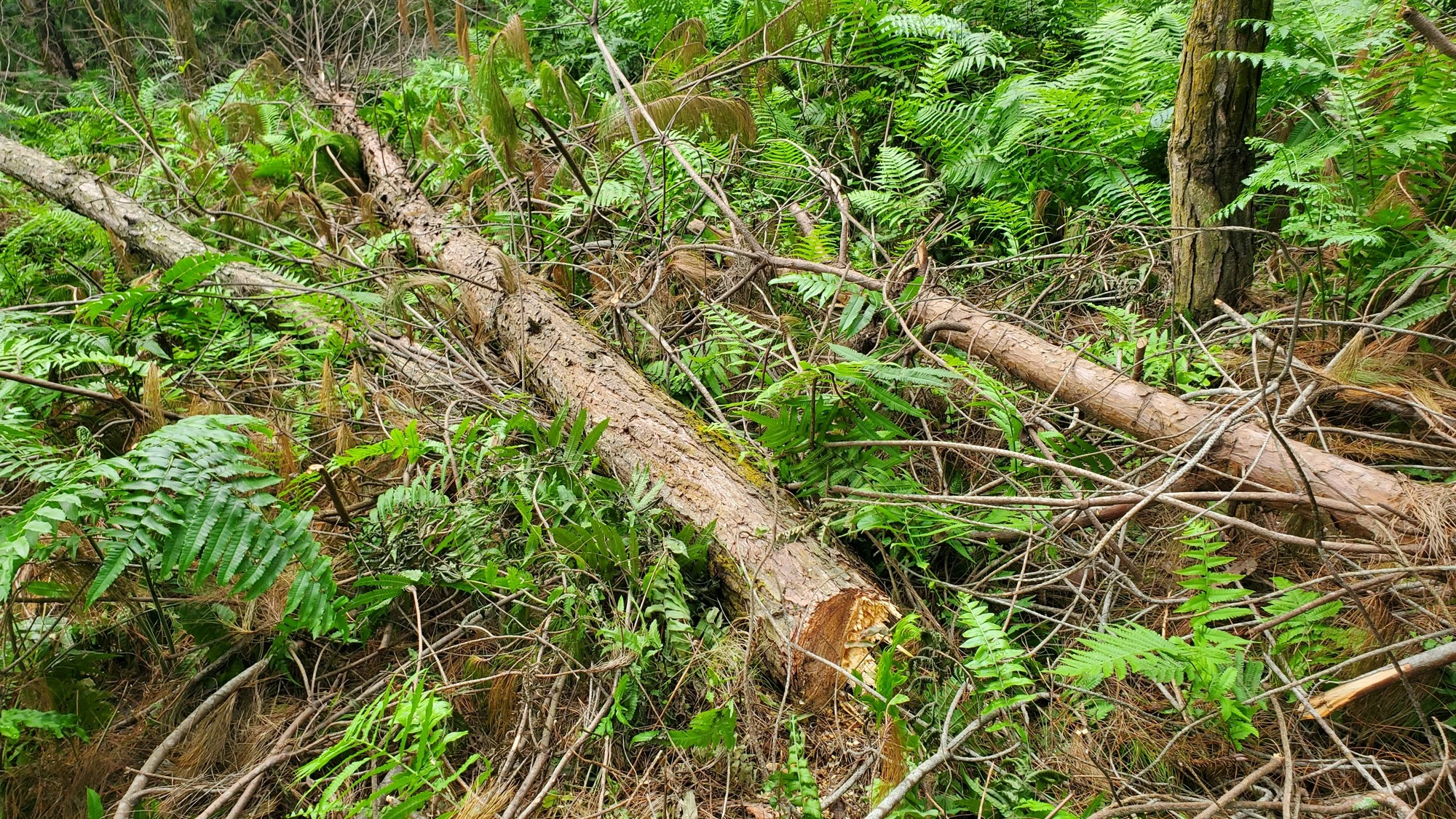 Bất thường việc tận thu gỗ rừng cảnh quan ở xã Hợp Thành ảnh 1