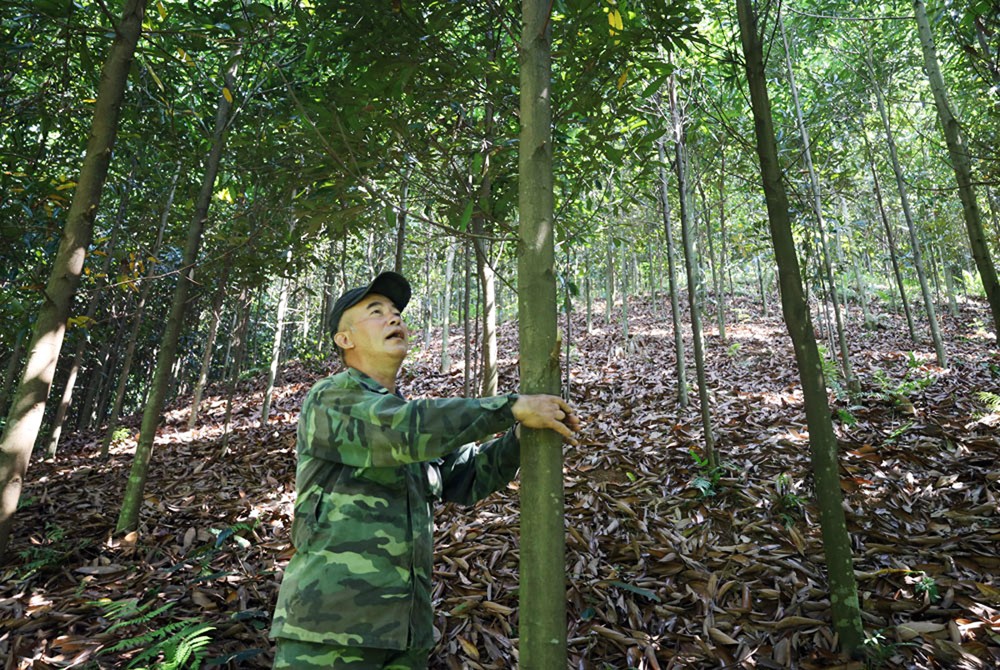 Ông Bình kiểm tra diện tích quế của gia đình.