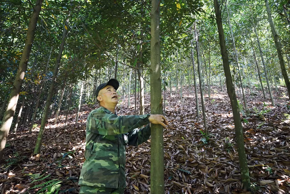 Ông Bình kiểm tra diện tích quế của gia đình.