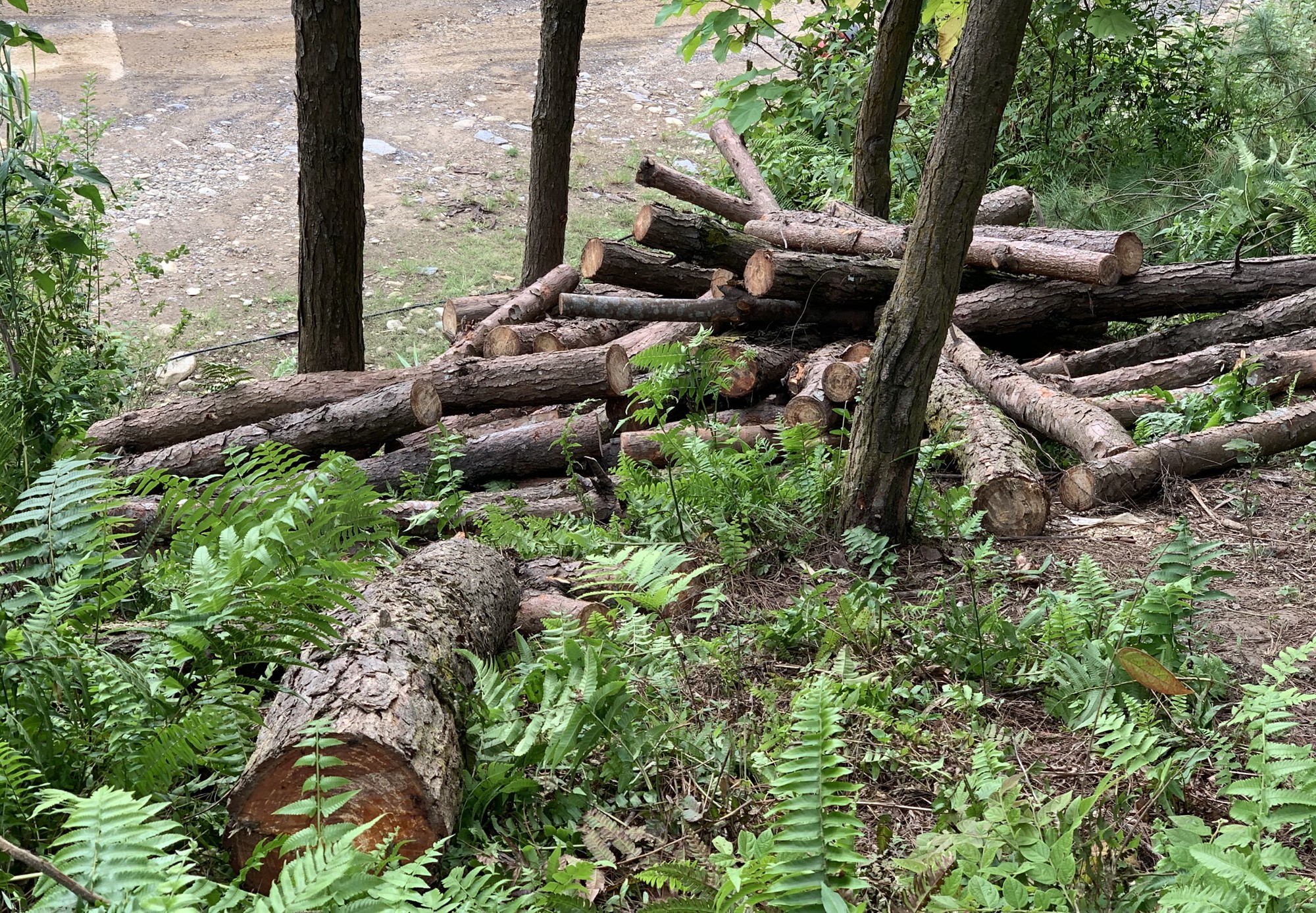 Bất thường việc tận thu gỗ rừng cảnh quan ở xã Hợp Thành ảnh 2