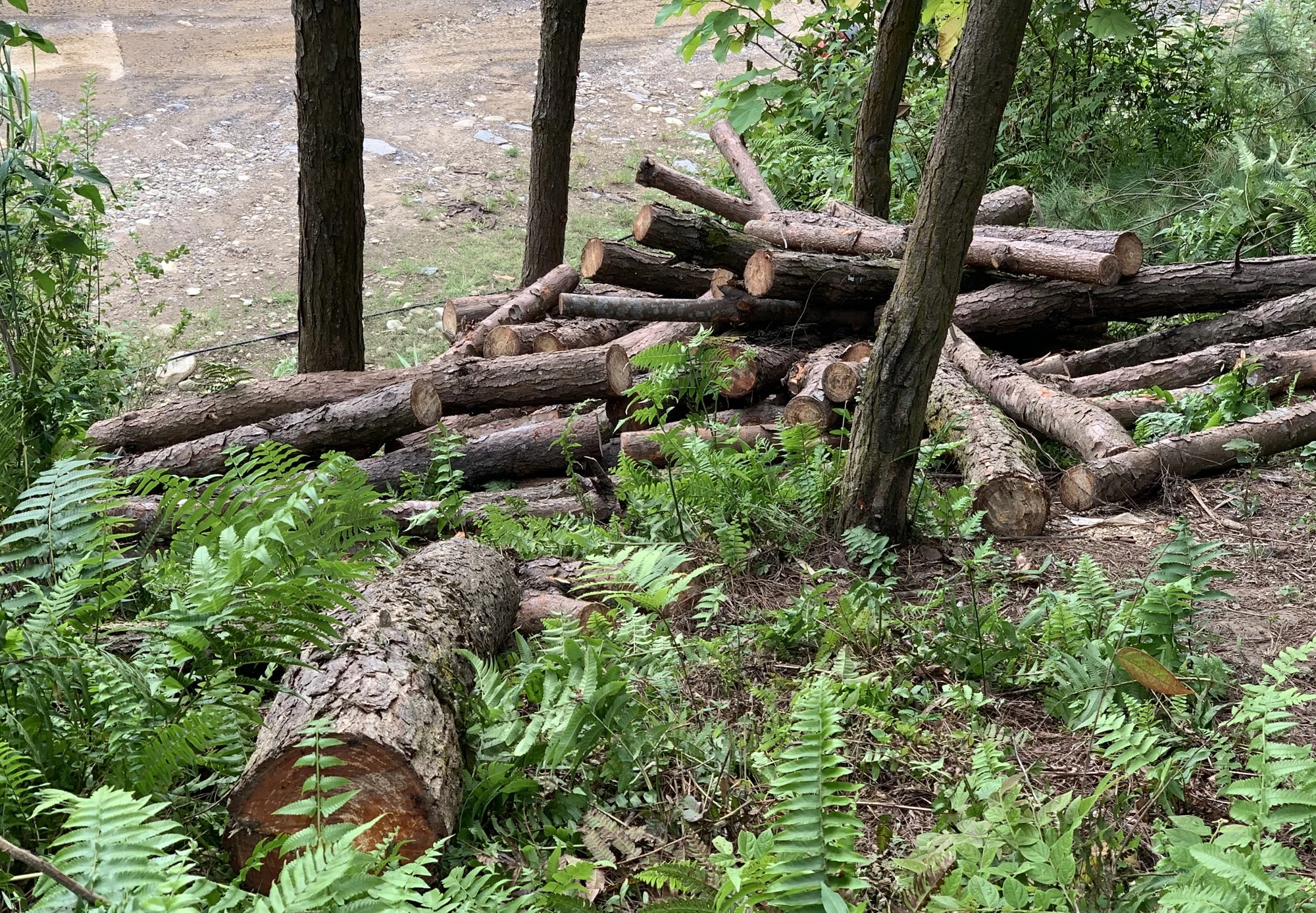 Bất thường việc tận thu gỗ rừng cảnh quan ở xã Hợp Thành ảnh 2