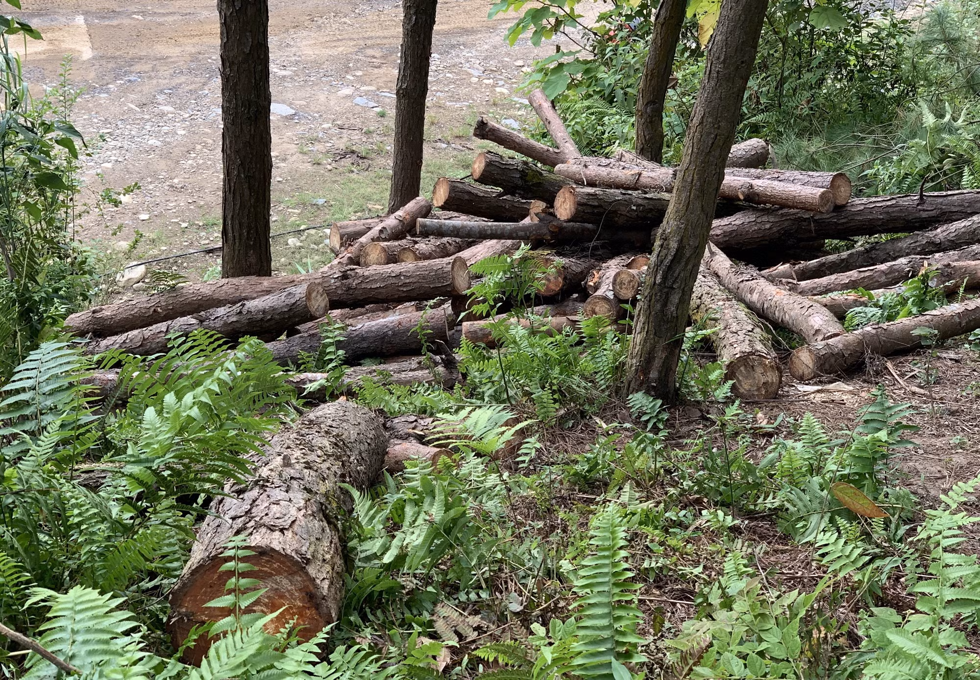 Bất thường việc tận thu gỗ rừng cảnh quan ở xã Hợp Thành ảnh 2