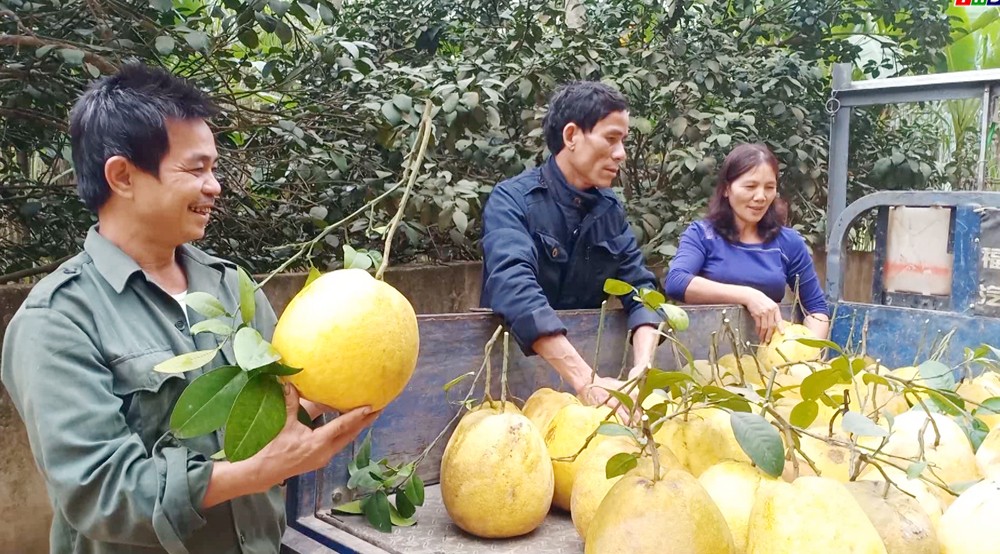Ông Trọng (ngoài cùng bên trái) xuất bán bưởi cho thương lái.