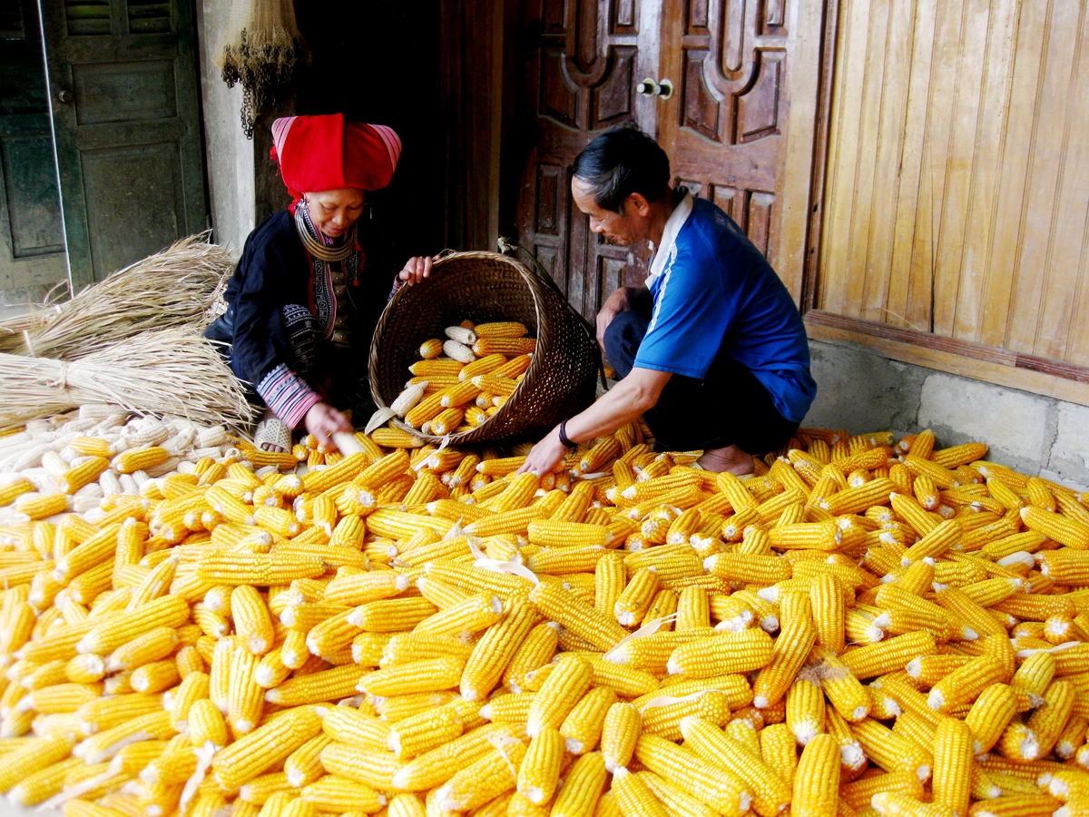 Đồng bào Dao đỏ thu nhập cao từ trồng ngô.