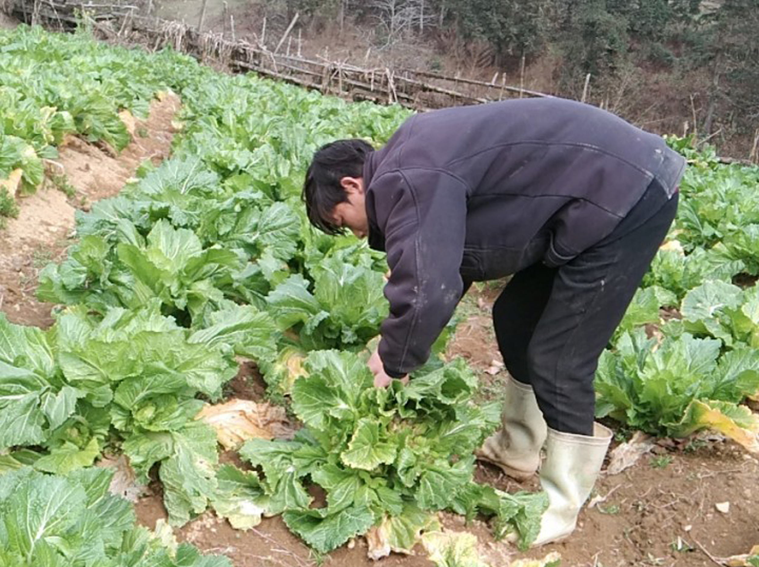 Nông dân Sa Pa trồng rau mầm đá phục vụ thị trường Tết Nguyên đán ảnh 1