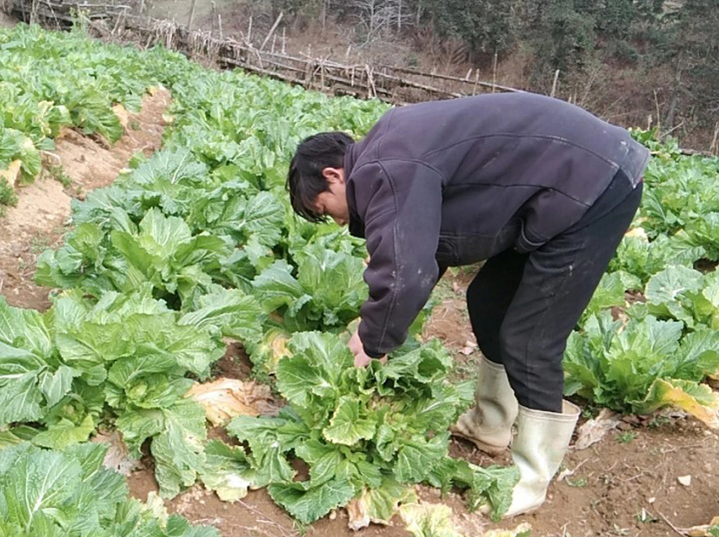 Nông dân Sa Pa trồng rau mầm đá phục vụ thị trường Tết Nguyên đán ảnh 1 Nông dân Sa Pa trồng rau mầm đá phục vụ thị trường Tết Nguyên đán ảnh 1