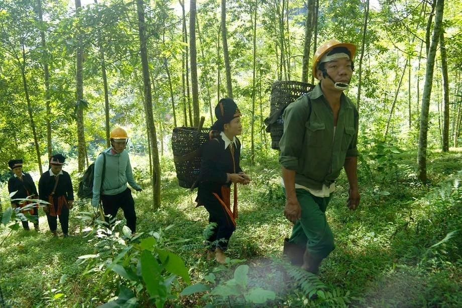 Văn Bàn: Phát triển vùng nguyên liệu bồ đề gắn với chế biến&nbsp; ảnh 2
