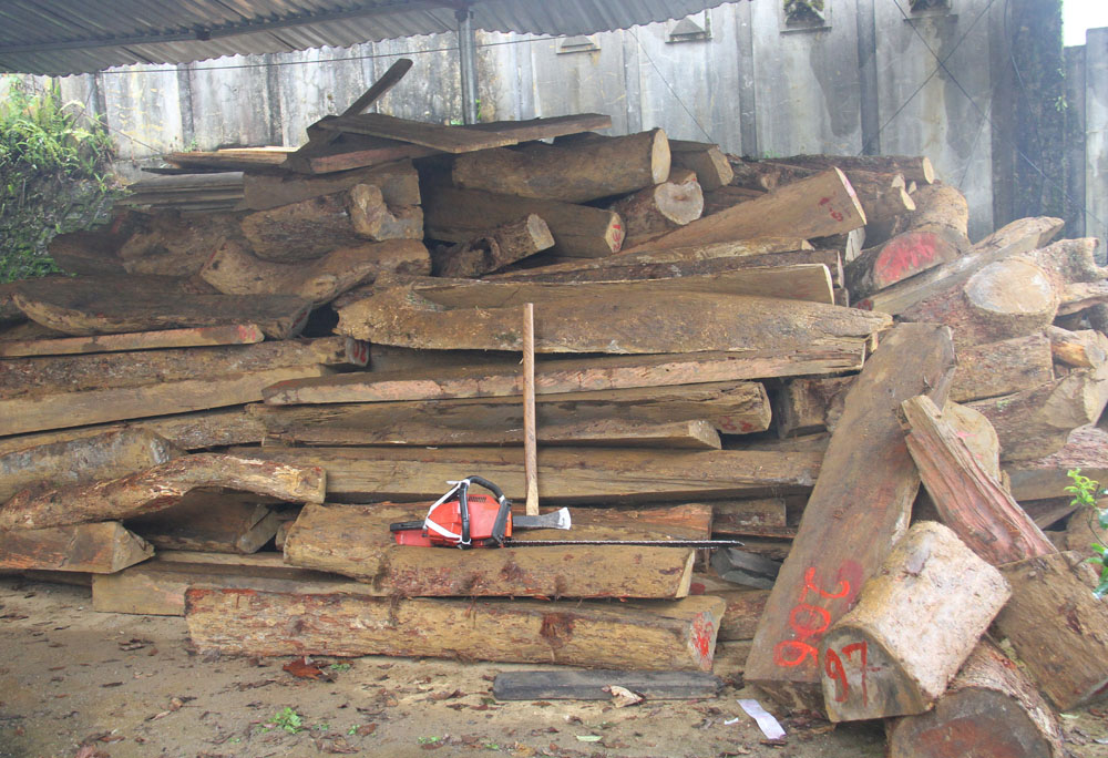 Khởi tố 2 đối tượng có hành vi chặt phá rừng phòng hộ ảnh 3