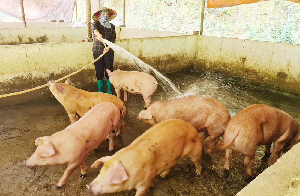Giá lợn hơi giảm, người chăn nuôi gặp khó khi tái đàn ảnh 1