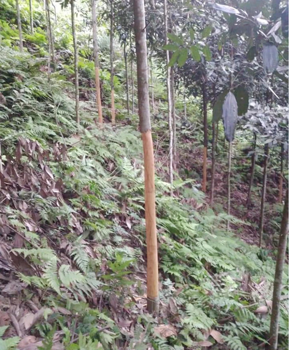Cảnh báo tình trạng bóc trộm vỏ quế ở Văn Bàn ảnh 1