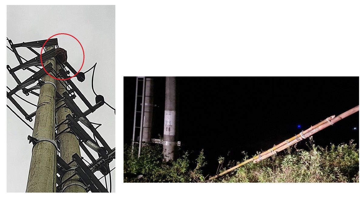 Trèo cột điện cao thế bắt ong, người đàn ông bị điện giật tử vong ảnh 1