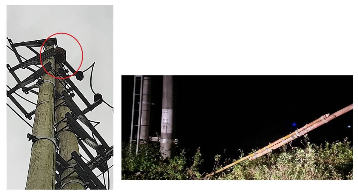 Trèo cột điện cao thế bắt ong, người đàn ông bị điện giật tử vong ảnh 1